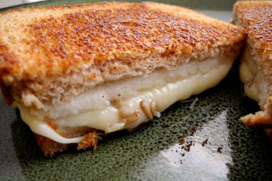 pear muenster sunflower seed grilled cheese sandwich 2